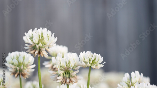 Trifolium repens White Dutch clover Spring Season Concept background with copyspace. blooming in park