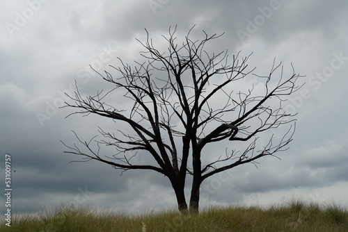 Wallpaper Mural tree in the fog Torontodigital.ca