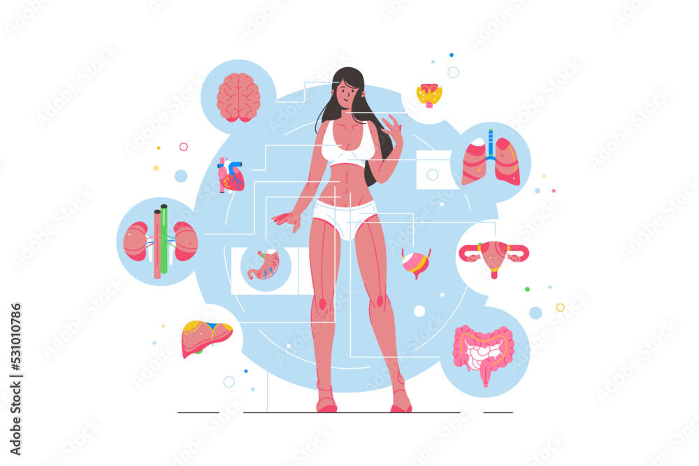 Human body anatomy and structure, girl anatomy Human body anatomy and structure, girl anatomy