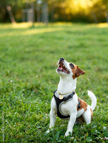 A Jack Russell dog looks up on a blurred background of trees and green grass. A beautiful dog has a collar on his neck. The photo is blurred