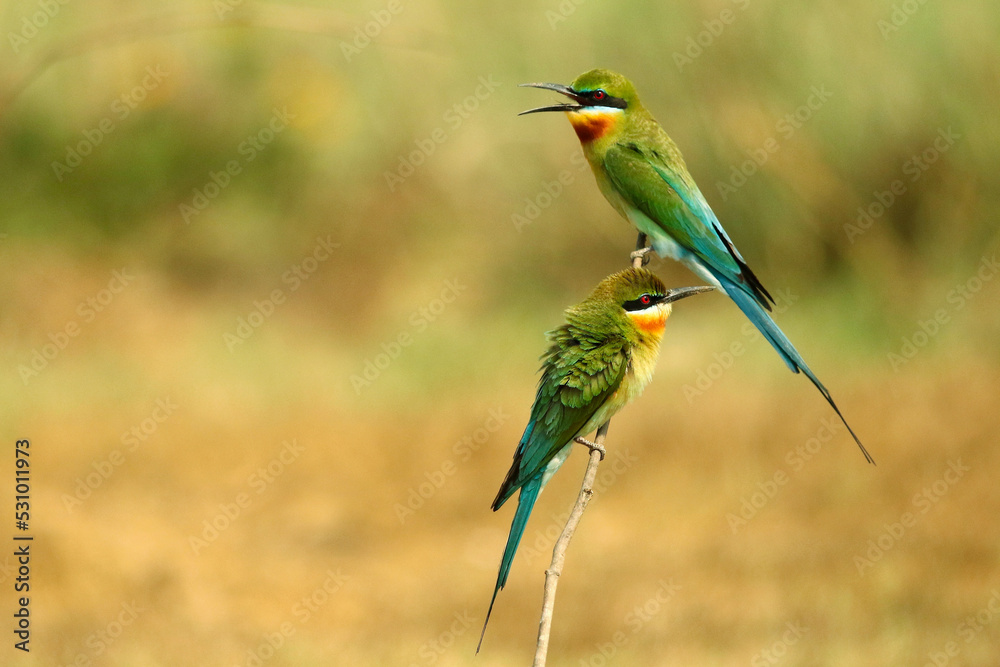 Blue Tailed Bee Eater, Merops philippinus , Naguvana Halli, Karnataka, India Blue Tailed Bee Eater, Merops philippinus , Naguvana Halli, Karnataka, India
