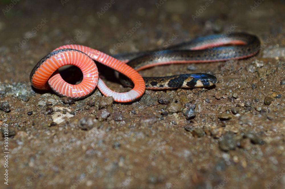 Striped coral snake, Calliophis nigrescens endemic to western ghats, Satara, Maharashtra, India Striped coral snake, Calliophis nigrescens endemic to western ghats, Satara, Maharashtra, India
