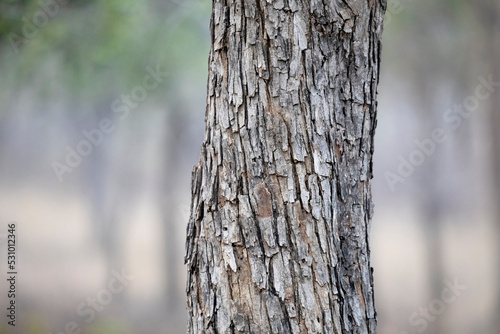 Fototapeta Naklejka Na Ścianę i Meble -  Crocodile bark tree closeup details, Terminalia elliptica, Bandhavgarh, Madhya Pradesh, India