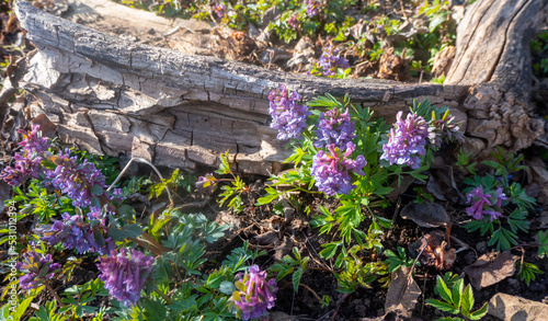 Corydalis solida, spring purple flowers in the forest. photo