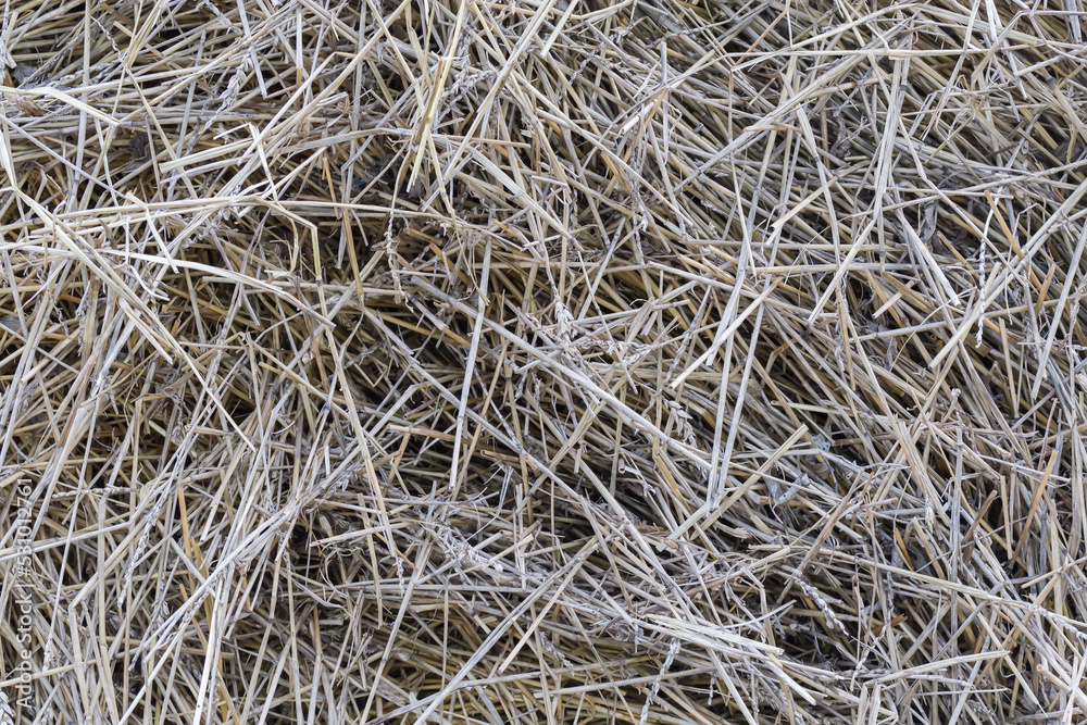 Background of the old darkened wheat straw on a heap Background of the old darkened wheat straw on a heap