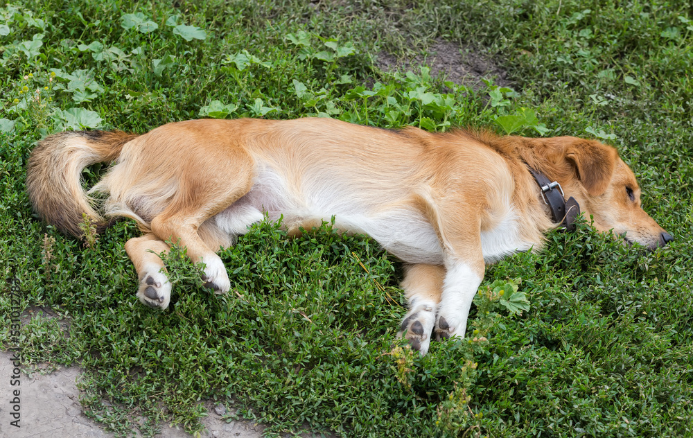 Ginger mongrel dog lies on its side on a grass Ginger mongrel dog lies on its side on a grass