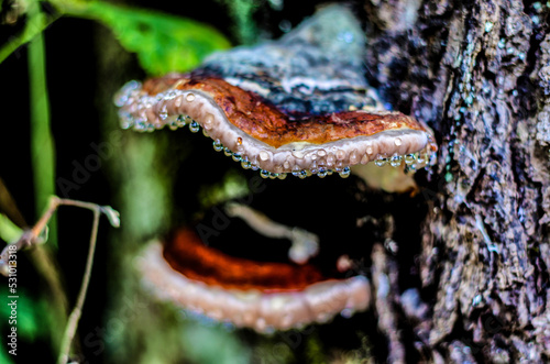 Close up of fungus on dead bark