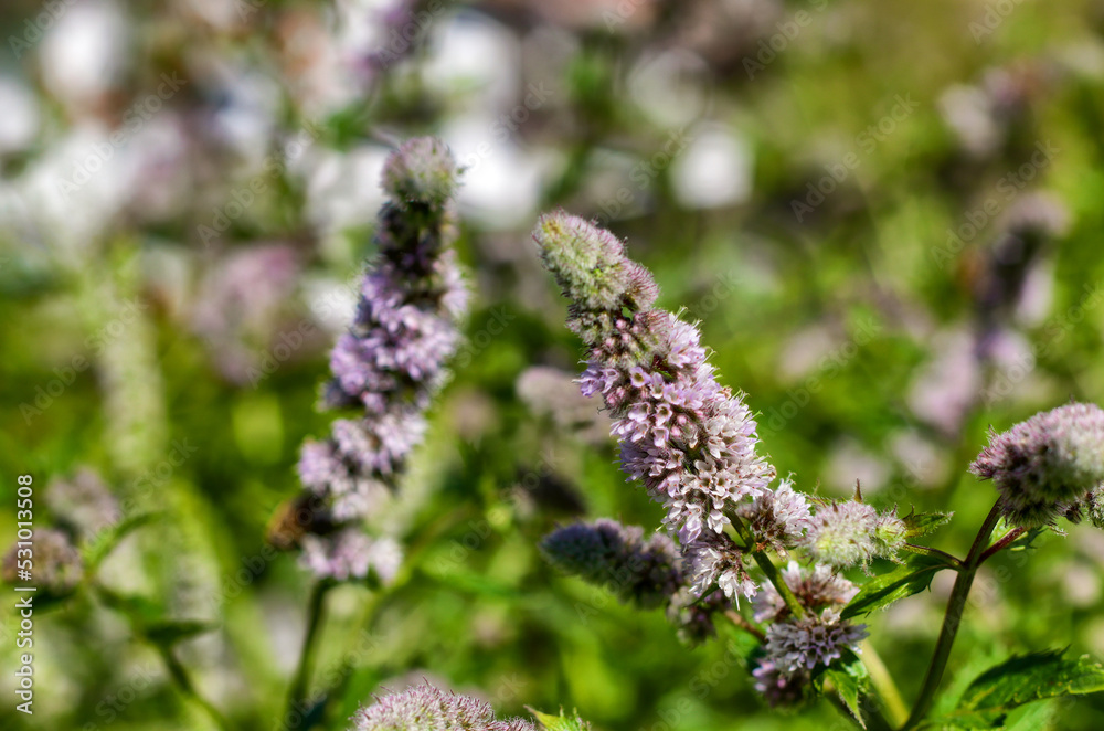 Close up of blooming peppermint Close up of blooming peppermint