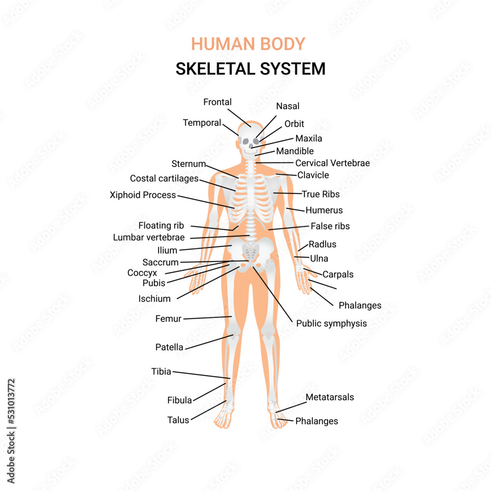 This image consist a human body with skeleton. Human body skeletal system and names of different part of skeleton and human organs are marked here. Human bone skeleton and skeletal system is leveled.