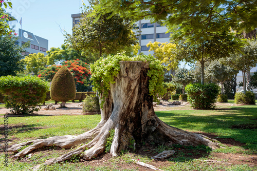 Dry old tree stump with green leaves in public park on sunny day