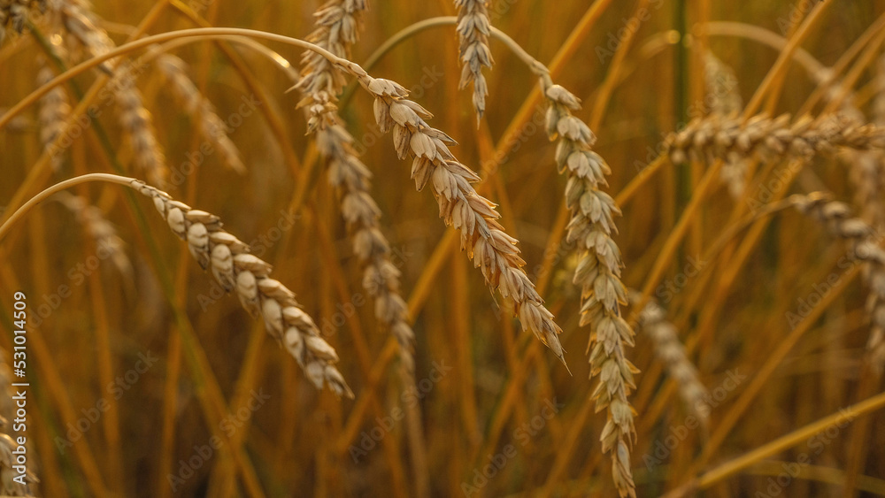Fototapeta premium Golden ripe ears of wheat in wheat field