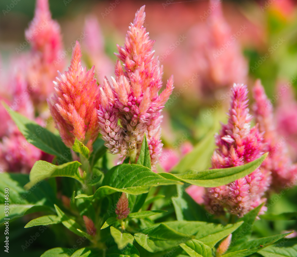 Cockscomb Pembe Veya Celosia. Delicate pink fluffy flowers on a flower bed. Flowers are like feathers. Garden decoration. Cockscomb Pembe Veya Celosia. Delicate pink fluffy flowers on a flower bed. Flowers are like feathers. Garden decoration.