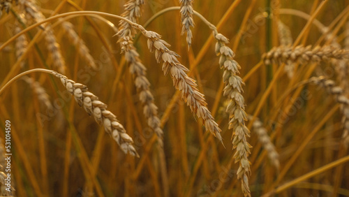 Golden ripe ears of wheat in wheat field
