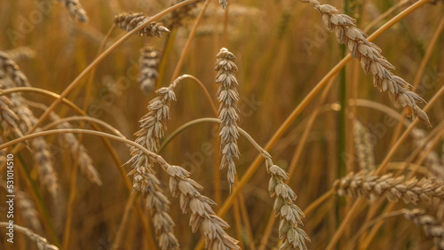 Golden ripe ears of wheat in wheat field