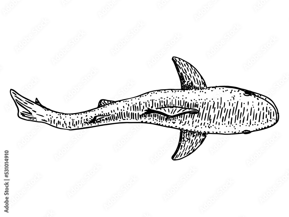 Fototapeta premium Wild shark sketch. Top view on isolated on white. Great white shark hand drawing vintage engraving illustration. Vector animals of the sea or ocean