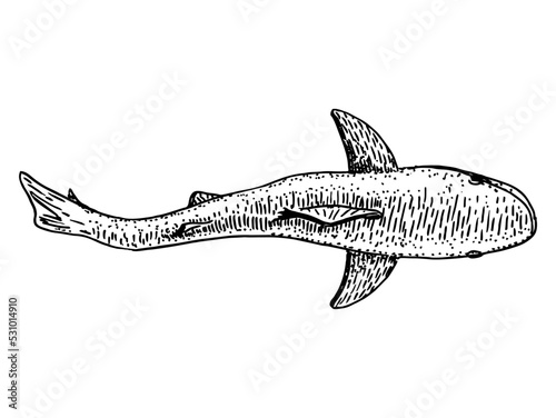 Wild shark sketch. Top view on isolated on white. Great white shark hand drawing vintage engraving illustration. Vector animals of the sea or ocean