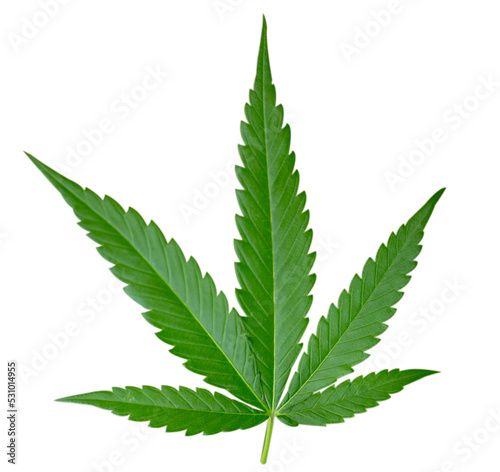  marijuana leaves cannabis plants a beautiful background
