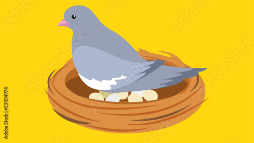 dove sits in a nest on eggs