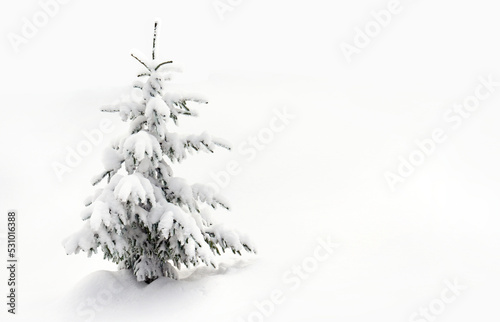 Fir tree covered snow on white snowy background with space for text