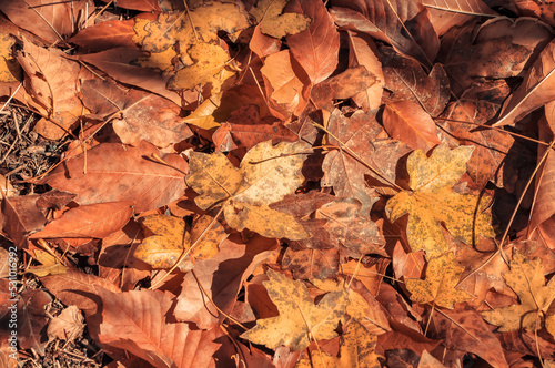 Fallen orange leaves lie on the ground. Autumn foliage.