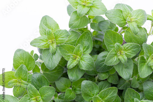 Fototapeta Naklejka Na Ścianę i Meble -  Fresh green spices isolated on white background, top view.