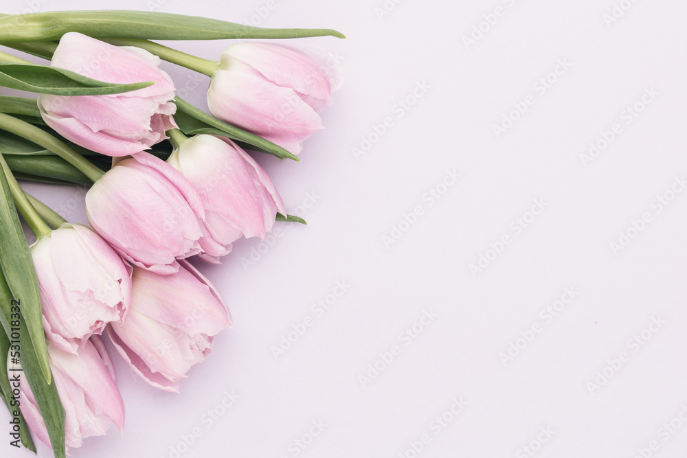 Lilac tulip flower on purple background. Lilac tulip flower on purple background.