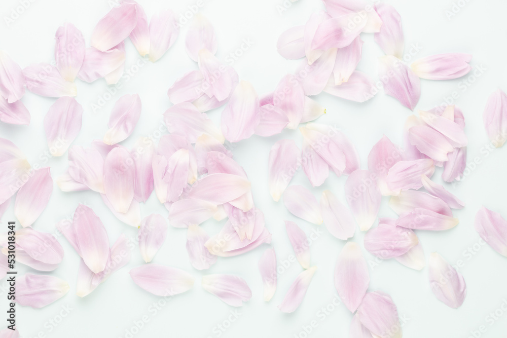 Obraz premium Pink tulip petals on pastel background.