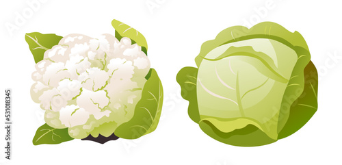 White cabbage and cauliflower isolated on a white background. Healthy organic food, fresh green vegetables in cartoon style.