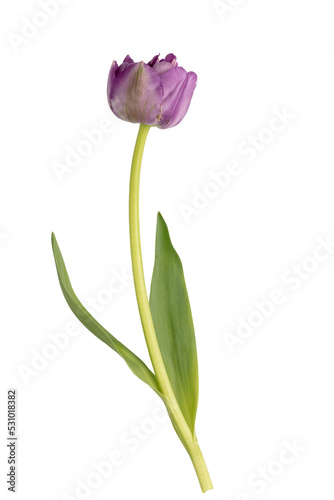 Lilac tulip flowers on white background.