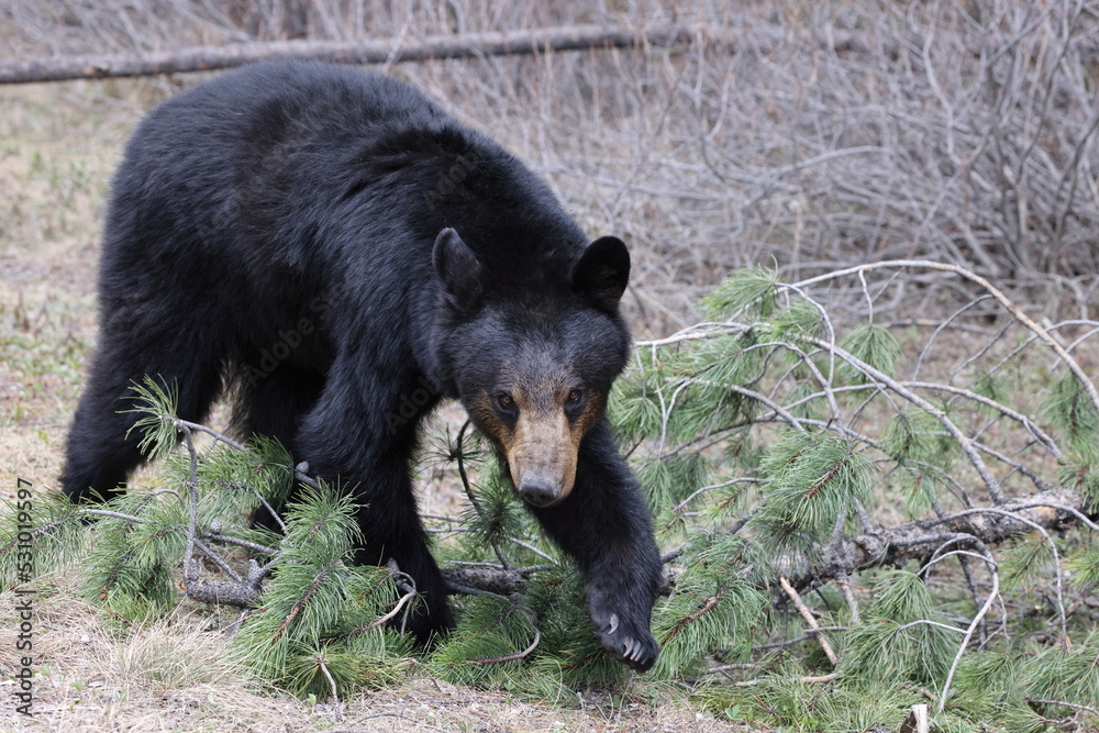 Obraz premium American black bear (Ursus americanus) Banff National Park Kanada