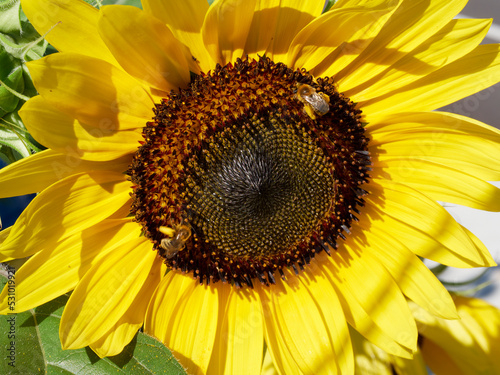 Fototapeta Naklejka Na Ścianę i Meble -  A sunflower bud and open flower rack focus with a bee landing in summer sunshine