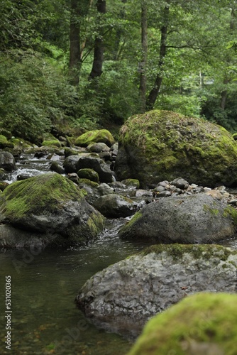 Picturesque view of mountain river, stones and green plants in forest