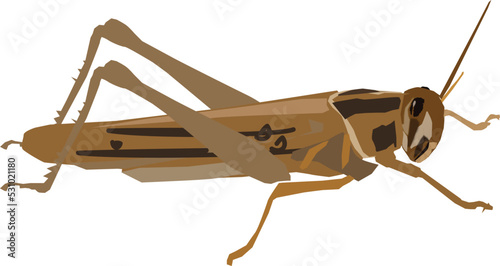 grasshopper isolated on white background