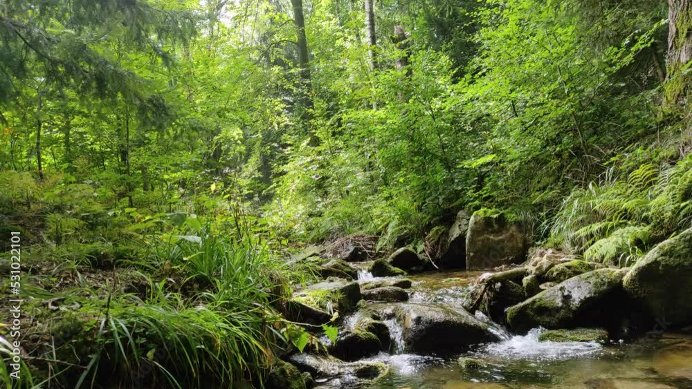 mountain creek flowing through a green forest. summer sunny day, beautiful forest, flowing river, green leaves. natural sound mountain creek flowing through a green forest. summer sunny day, beautiful forest, flowing river, green leaves. natural sound