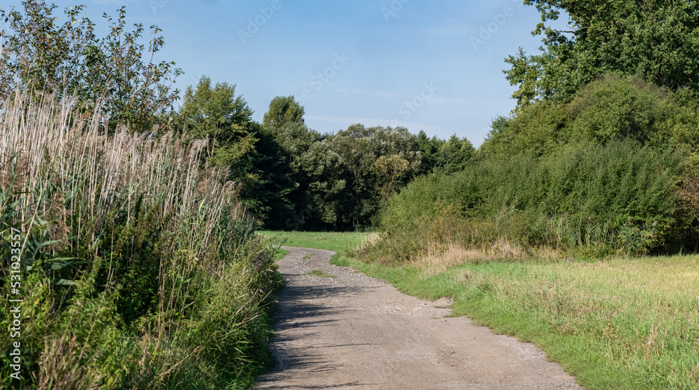 polna droga pośrodku zariśli łąk i pól, krajobraz wiejski w rejonie zachodniej polski a w tle zielone drzewa błękitne niebo