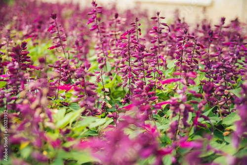 Принти на полотні The background or texture of Salvia Sage