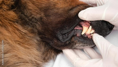 Veterinarian in white surgical gloves checking old German Shepherd dog's teeth. Close up.