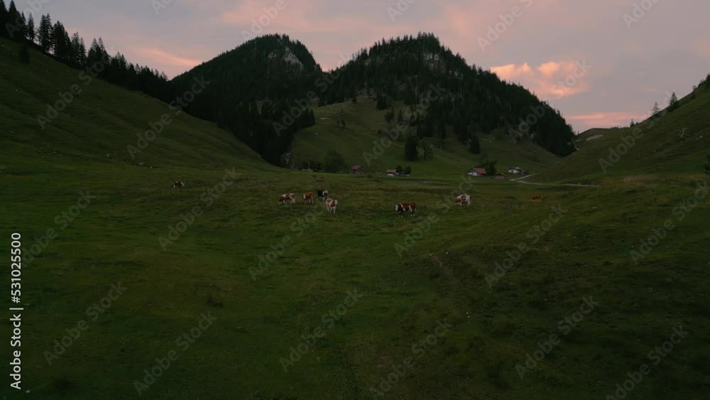 A herd of cows at the traditional grass meadows in the romantic and idyllic Bavarian Wendelstein alps mountains by sunset with red cloud sky and mountain peaks. Aerial drone panoramic hiking outdoors.