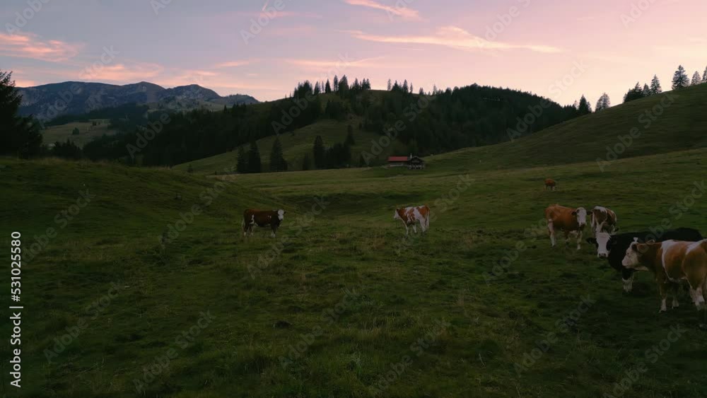 A herd of cows at the grass meadows in the romantic and idyllic Bavarian Sudelfeld Wendelstein alps mountains by sunset with red cloud sky and mountain peaks. Aerial drone panoramic hiking outdoors.