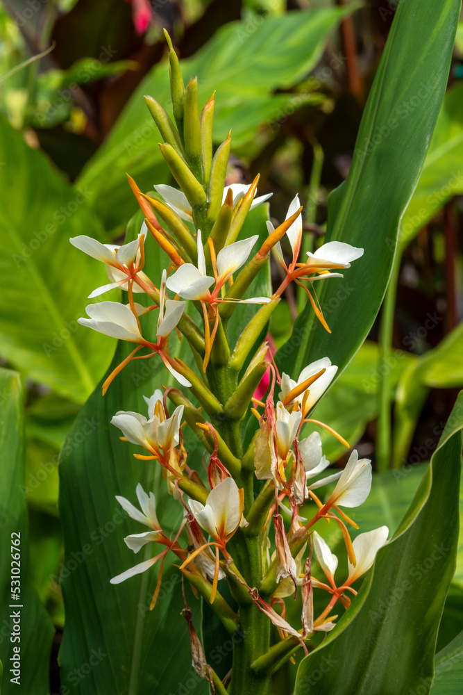 Hedychium gardnerianum a summer autumn fall flowering plant with a yellow springtime flower commonly known as Kahila ginger, stock photo image Hedychium gardnerianum a summer autumn fall flowering plant with a yellow springtime flower commonly known as Kahila ginger, stock photo image