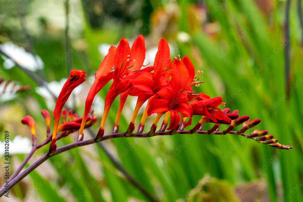 Crocosmia 'Spitfire' a summer autumn flowering plant with an orange red summertime flower also known as montbretia, stock photo image Crocosmia 'Spitfire' a summer autumn flowering plant with an orange red summertime flower also known as montbretia, stock photo image