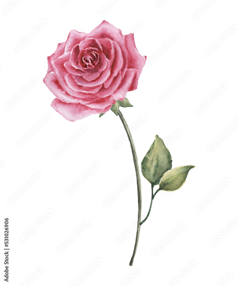 Pink rose flower watercolor illustration Pink rose flower watercolor illustration