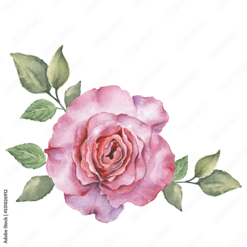 Watercolor hand drawn pink rose flower Stock Illustration | Adobe Stock
