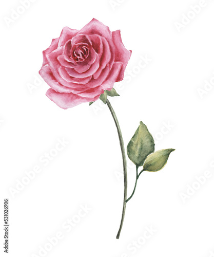 Pink rose flower watercolor illustration