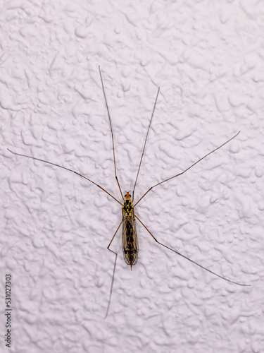 closeup of a Nephrotoma perched on a white wall photo