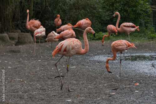 flamingos in the zoo