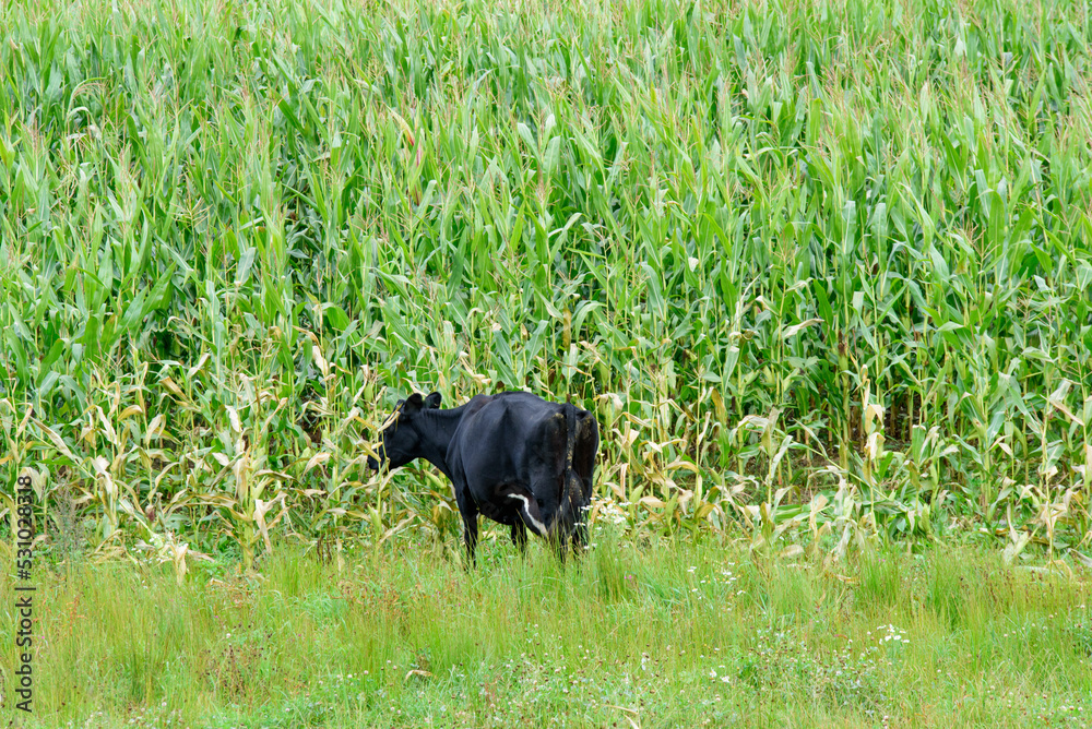 black cow in a green corn field on a cloudy day in autumn black cow in a green corn field on a cloudy day in autumn