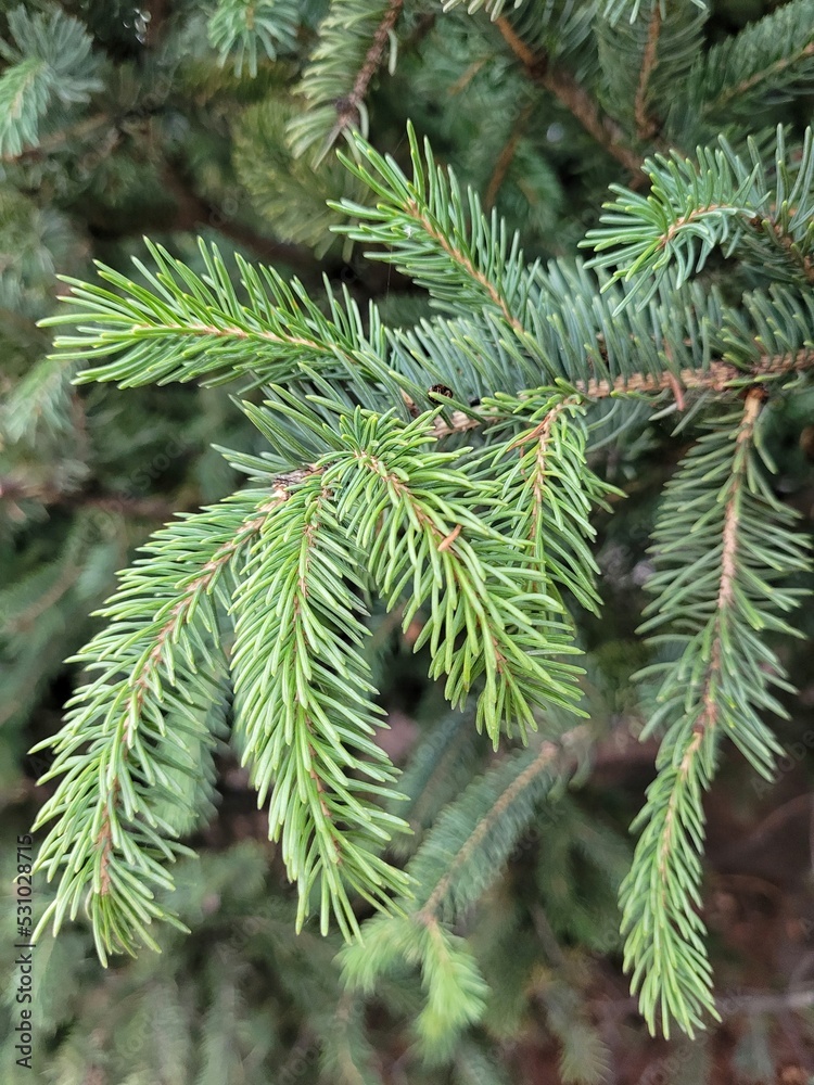 Spruce branch with young shoots. Spring is coming. Pine needles. Spruce branch with young shoots. Spring is coming. Pine needles.