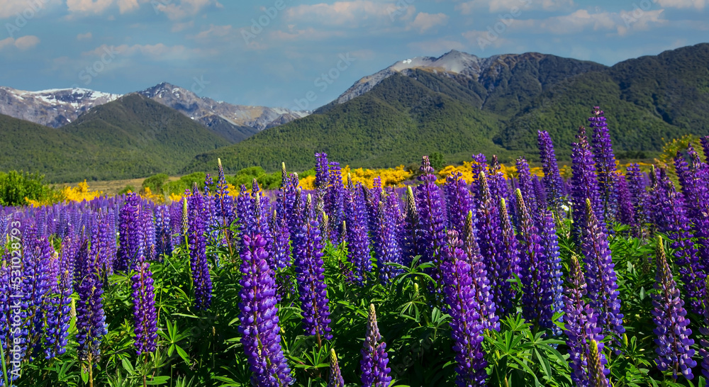 The lupine blossom field in spring season wild area and blue sky mountain background The lupine blossom field in spring season wild area and blue sky mountain background