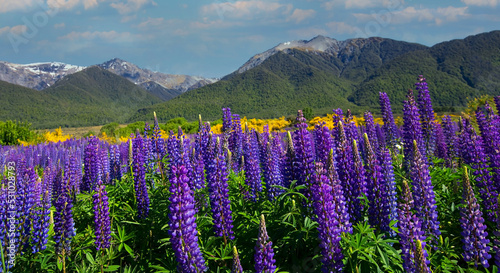 The lupine blossom field in spring season wild area and blue sky mountain background